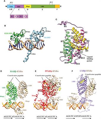 Recognition of fold- and function-specific sites in the ligand-binding domain of the thyroid hormone receptor-like family